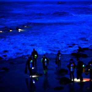 Night Diver Specialty at Brothers Diving Gran Canaria